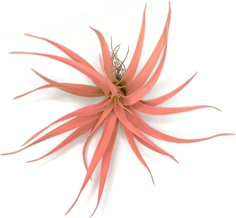 Colored Capitata Air Plant, Tillandsia Air Plant, Airplant, Air Purification, House Plant, Home Decor & Gift, Live Plant (Peach)