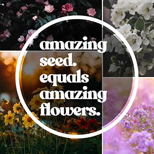 Wildflower Seed Bulk, 3 Oz. (80,000+ Seeds) โ 19 Non-GMO Flower Seeds for Shade, Annual & Perennial Wild Flowers Mix for Partial Shade โ Shade Tolerant by Mountain Valley Seed
