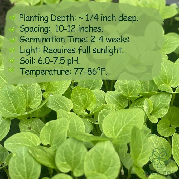 Premium Rare Hollyhock Seeds β 400+ Queeny Dwarf Hollyhock Flower Seeds β Non-GMO, Heirloom Perennial β Showy Blooms for Outdoor Planting (Queeny Hollyhock)