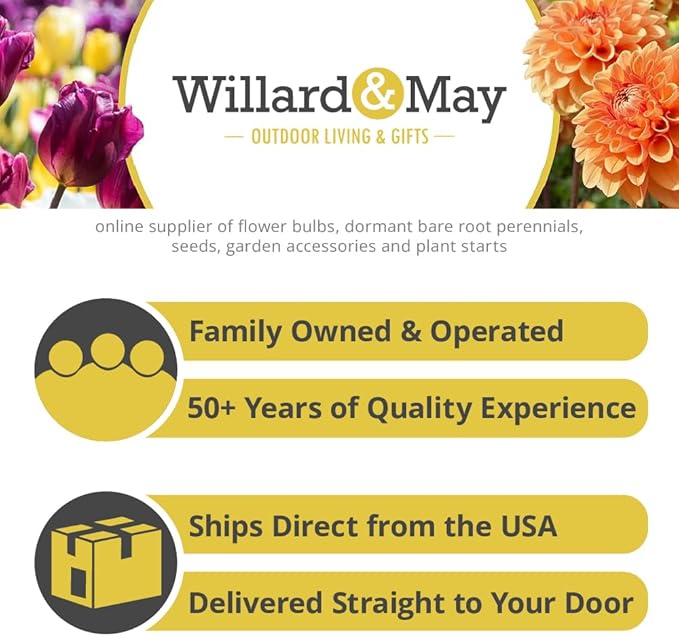 50 Triumph Tulip Bulbs for Planting - Assorted Color Value Pack - Plant in Gardens, Borders & Flowerbeds - Bulb Size 11/12 cm - Easy to Grow Fall Flowers Bulbs by Willard & May