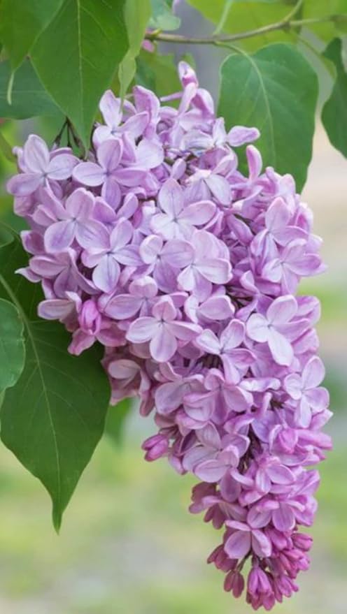 Two Pack of Common Old Fashioned Lilac Bushes - Fragrant Lavender Purple Flowers - 2 Live Plants 1 to 2 Feet Tall - Attract Hummingbirds and Butterflies