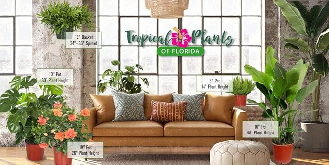 Hibiscus Bush Plant - Pink Flower - Overall Height 26" to 28" - Tropical Plants of Florida (Plant Only)