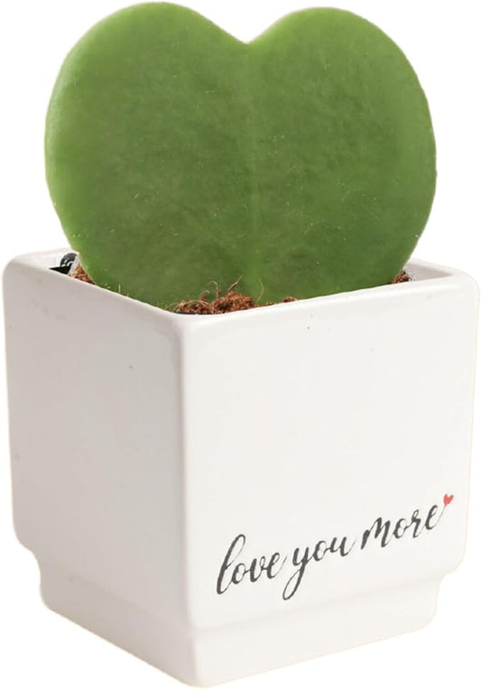Costa Farms Hoya Heart Live Plant, Succulent-Like Houseplant in Cute Love You More Plant Pot, Potting Soil, 5-Inches Tall| Valentines Day Gift | Valentines Day Decoration