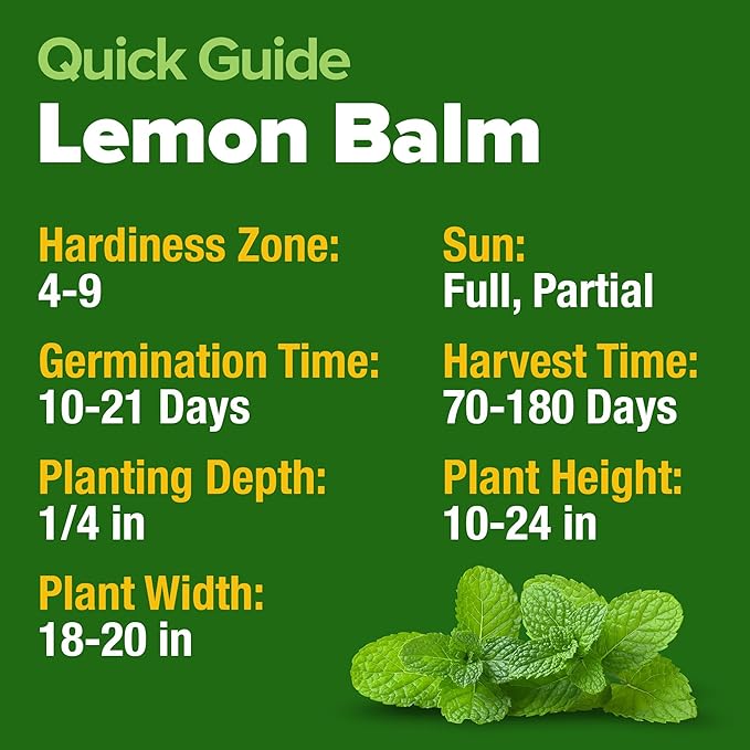 HOME GROWN π¨π¦π π£π₯ππ ππ¨π Lemon Balm Seed Pack - 403 Non-GMO USA Heirloom Herbal Tea Seeds - Bulk Lemon Balm Seeds for Planting Gardens Indoors or Outdoors - Herb Seeds (Melissa officinalis)