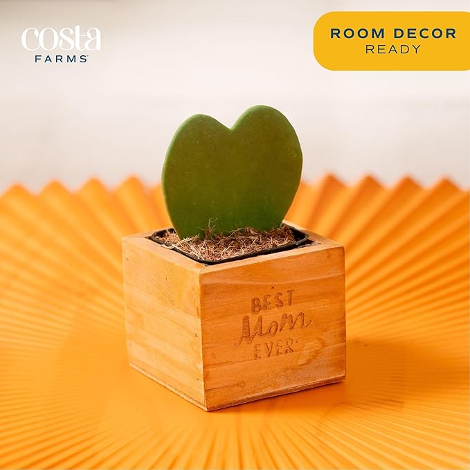 Costa Farms Live Indoor Plant Hoya Heart, Easy to Grow Succulent-Like Houseplant in Cute Decor Planter, Housewarming Gift, Office or Room Decor, 5-Inches Tall