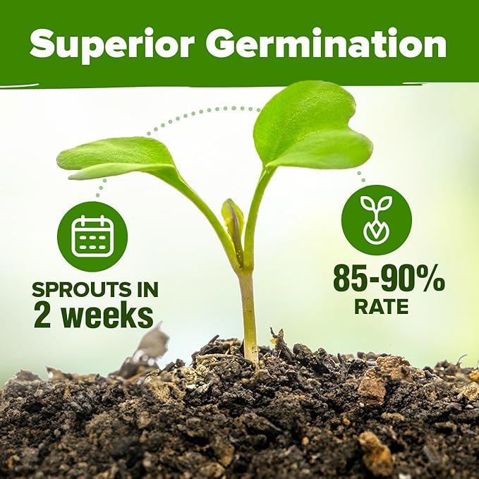 HOME GROWN 5 Herb Seeds for Planting 2,150+ Non-GMO Heirloom Seeds | Extra Large Variety Pack Herb Kit β Indoor Outdoor & Hydroponic | Culinary Seed Set | Grow Your Own Herbs | Gift for Beginners