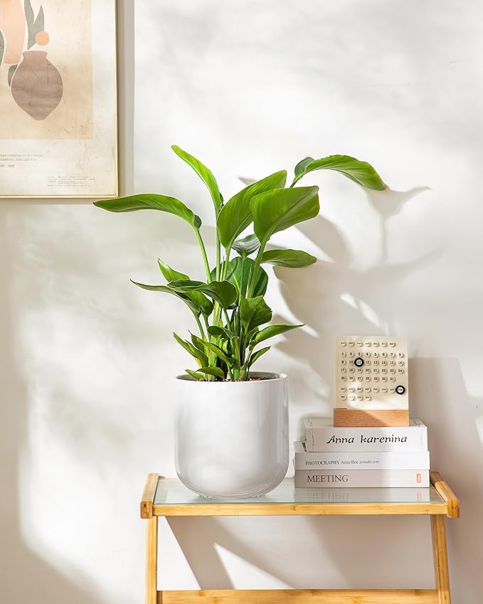 vancasso 8 Inch Ceramic Plant Pots, Planters with Drainage Hole, Flower Pots Planters Pots for Indoor Plants, Modern Indoor Decorative Garden Pot, Home Decor, White