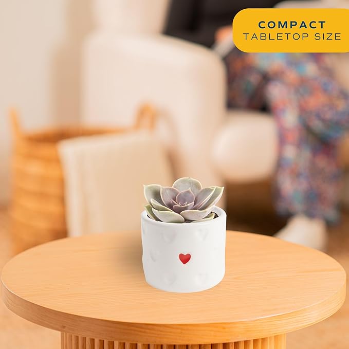 Costa Farms Succulent Plants (Pack of 3), Live Indoor Plant Mini Succulent in Cute Decor Plant Pot, Potting Soil Mix, Grower's Choice, Valentine's Day Gift, Valentine Decor, Room Decor, 2-Inches Tall