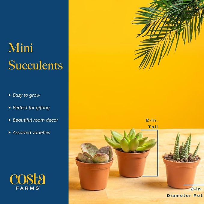 Costa Farms Succulents (100 Pack), Live Mini Succulent Plants, Grower's Choice Live Houseplants, Potted in Nursery Plant Pots, Potting Soil, Gift for Bulk Baby Shower, Bridal Shower, DIY Room Decor