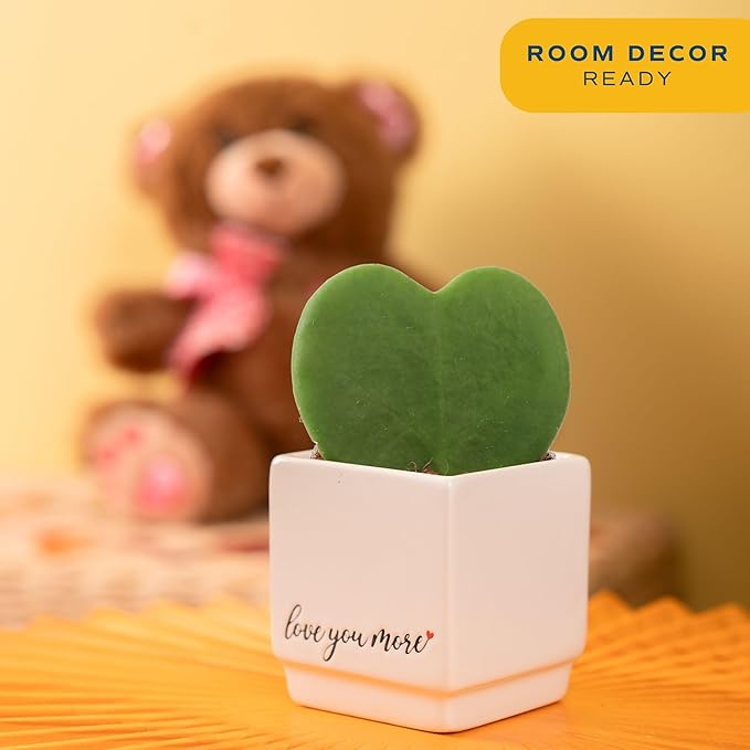 Costa Farms Hoya Heart Live Plant, Succulent-Like Houseplant in Cute Love You More Plant Pot, Potting Soil, 5-Inches Tall| Valentines Day Gift | Valentines Day Decoration