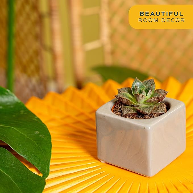 Costa Farms Succulent Plant, Live Indoor Mini Succulent Plant in Cute Succulents Plant Pot, Potting Soil Mix, Grower's Choice, Easy Grow Houseplant, Tabletop, Office, Room Decor, 2-Inches Tall