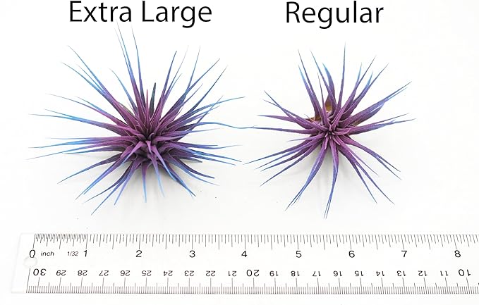Live Extra Large Tillandsia Ionantha Guatemala Enhanced Colored Colorful Air Plant 3+ inch Easy Care Indoor Outdoor Home Decor Gift Airplant Awesome Industries Live Arrival Guaranteed (Twilight XL)