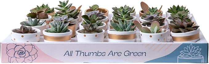 Costa Farms Succulents (24 Pack), Live Mini Succulent Plants in Ceramic Decor Planter Pots, Indoor Houseplants in Potting Soil, Bulk Baby Shower Gifts, Party Favors, Bridesmaid Gifts, 2-Inches Tall