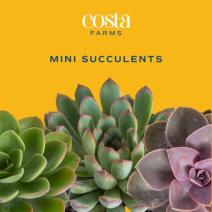 Costa Farms Succulents (100 Pack), Live Mini Succulent Plants, Grower's Choice Live Houseplants, Potted in Nursery Plant Pots, Potting Soil, Gift for Bulk Baby Shower, Bridal Shower, DIY Room Decor