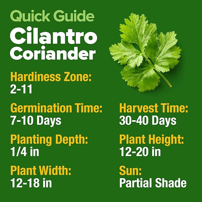 HOME GROWN π¨π¦π π£π₯ππ ππ¨π 1000+ Cilantro Seeds for Planting Indoors or Outdoors - Non-GMO Heirloom Herbs, Coriander Plant Seeds - Complete Your Herb Seeds Collection for Your Indoor Herb Garden