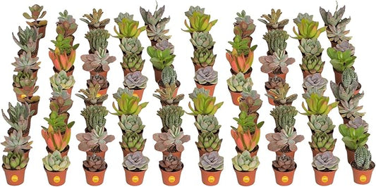 Costa Farms Succulents (100 Pack), Live Mini Succulent Plants, Grower's Choice Live Houseplants, Potted in Nursery Plant Pots, Potting Soil, Gift for Bulk Baby Shower, Bridal Shower, DIY Room Decor