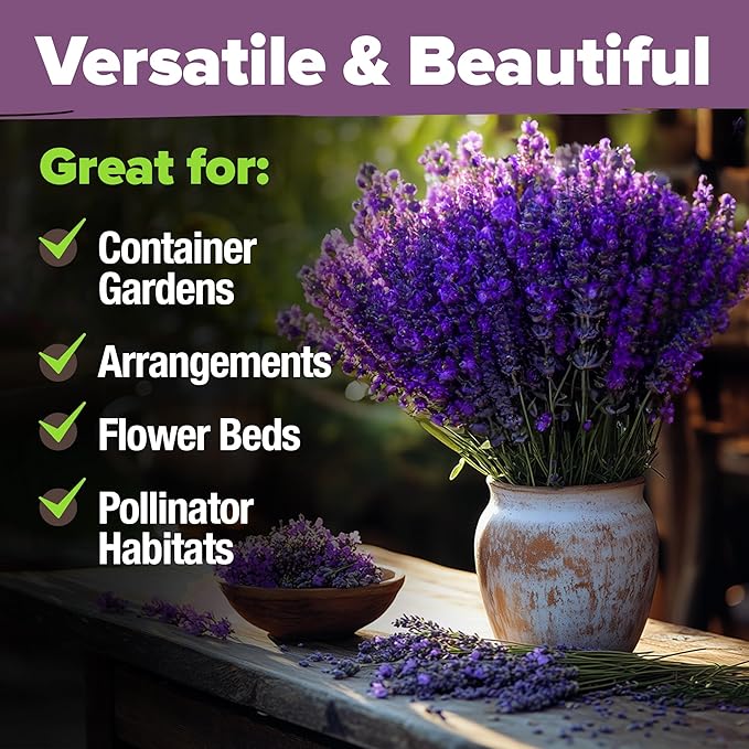 HOME GROWN π¨π¦π π£π₯ππ ππ¨π English Lavender Seeds 2 Pack 3000 π‘π’π‘-ππ π’ Wildflower Seed, for Planting Indoor Outdoor High Germination Flower Seeds (Lavandula antustifolia)