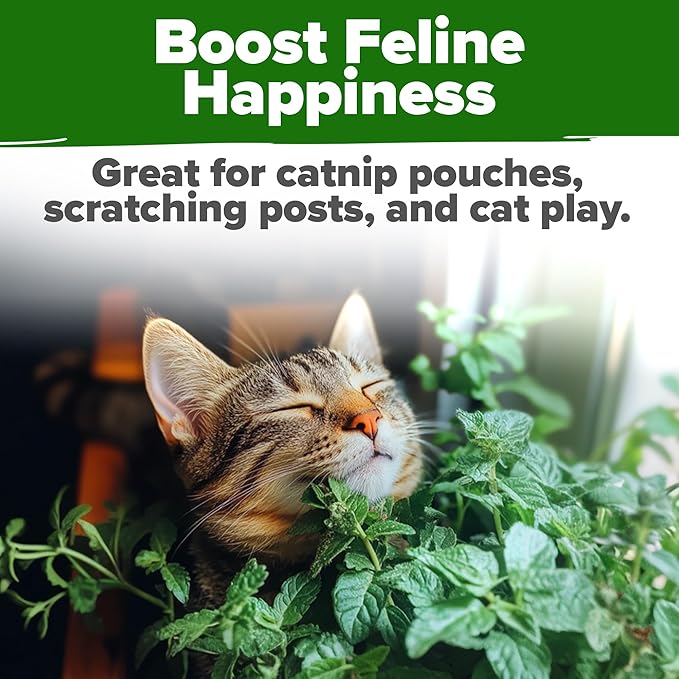 HOME GROWN π¨π¦π π£π₯ππ ππ¨π Catnip Seeds (Bulk Pack) π‘π’π‘-ππ π’ Heirloom Herb 2,116 Seeds - Indoor or Outdoor Seed - High-Germination Cat Nip - Cat Safe Plants (Nepeta cataria)