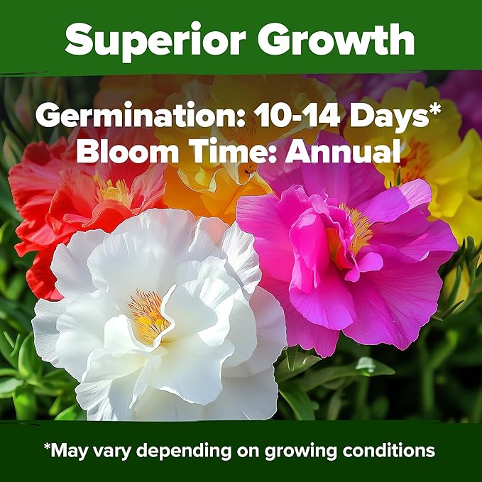 HOME GROWN 23,500+ Moss Rose Seeds (Bulk Pack) Annual Flower for Ground Cover - Heirloom π‘π’π‘-ππ π’ Portulaca Seeds for Planting Outdoors - Great for Low-Maintenance Gardens (Portulaca grandiflora)