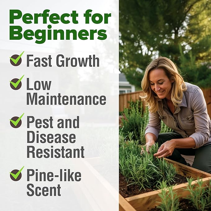 HOME GROWN Rosemary Seeds Pack - 300 High Germinating π‘π’π‘-ππ π’, π¨π¦π-π¦π’π¨π₯πππ Heirloom Herb Seeds for Planting in Indoor or Outdoor Herb Gardens (Salvia rosmarinus)