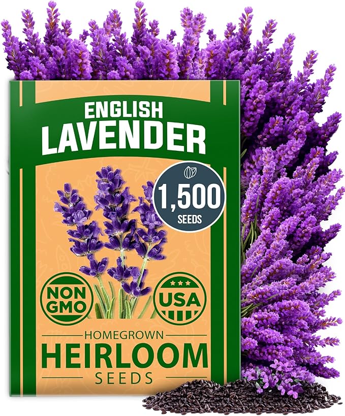 HOME GROWN π¨π¦π π£π₯ππ ππ¨π English Lavender Seeds 1,500+ π‘π’π‘-ππ π’ Wildflower Seed for Planting Indoor/Outdoor, High Germination, Plant Flower Seeds (Lavandula antustifolia)
