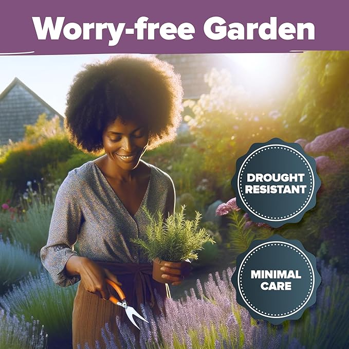 HOME GROWN π¨π¦π π£π₯ππ ππ¨π English Lavender Seeds 2 Pack 3000 π‘π’π‘-ππ π’ Wildflower Seed, for Planting Indoor Outdoor High Germination Flower Seeds (Lavandula antustifolia)