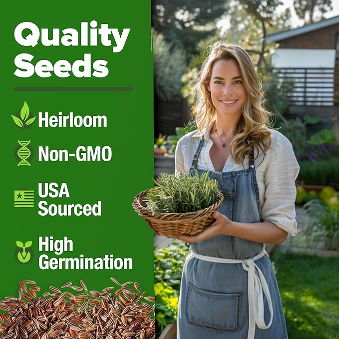 HOME GROWN π¨π¦π π£π₯ππ ππ¨π Rosemary Seeds Pack - 150 High Germinating π‘π’π‘-ππ π’ Heirloom Herb Seeds for Planting in Indoor or Outdoor Herb Gardens (Salvia rosmarinus)