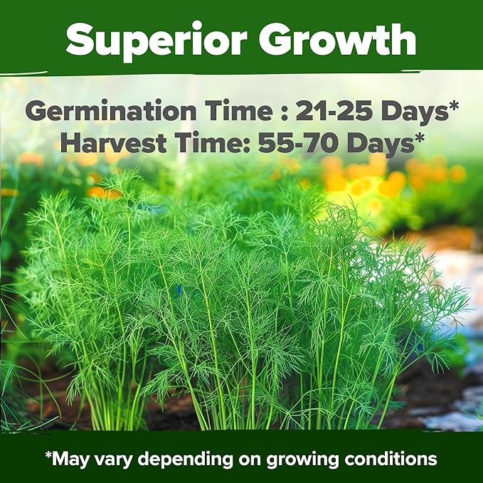 HOME GROWN π¨π¦π π£π₯ππ ππ¨π Dill Seeds for Planting 1,014 Bouquet Dill Seeds π‘π’π‘-ππ π’ and Heirloom Herb Seeds for Planting Outdoors, Grow Your Fragrant Dill Herb Garden (Anethum graveolens)