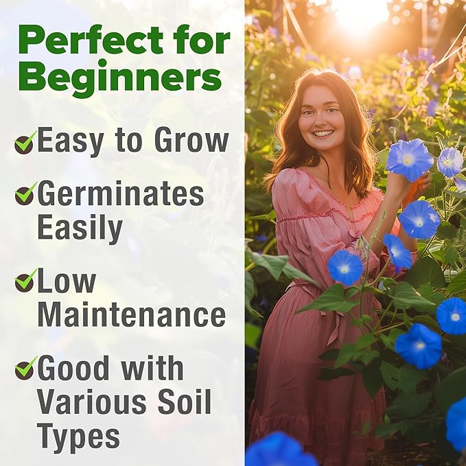 HOME GROWN π¨π¦π π£π₯ππ ππ¨π Heavenly Blue Morning Glory - 150 Heirloom Seeds for Planting, π‘π’π‘-ππ π’ Ideal for a Flower Garden That Attracts Pollinators and Birds (Ipomoea Tricolor)