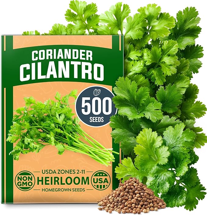HOME GROWN π¨π¦π π£π₯ππ ππ¨π 500+ Cilantro Seeds for Planting Indoors or Outdoors - Heirloom π‘π’π‘-ππ π’ Coriander Seeds, Grow Your Own Cilantro Plant - Culinary Herb Seeds for Your Herb Garden