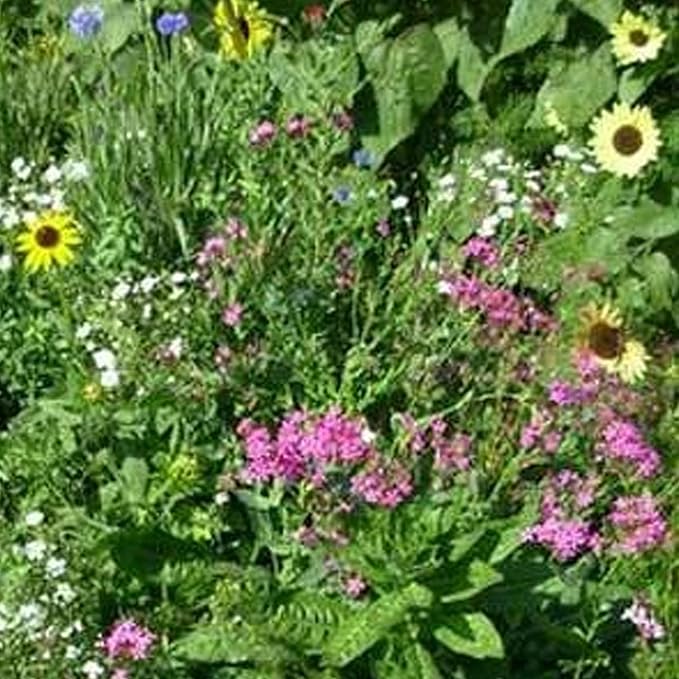 Northeastern Wildflower Seeds Bulk β 1/4 lb, 160,000+ Seeds β Native Northeast Wildflower Mix β Annual & Perennial Flower Seed for Planting β Pollinator-Friendly Garden Mix
