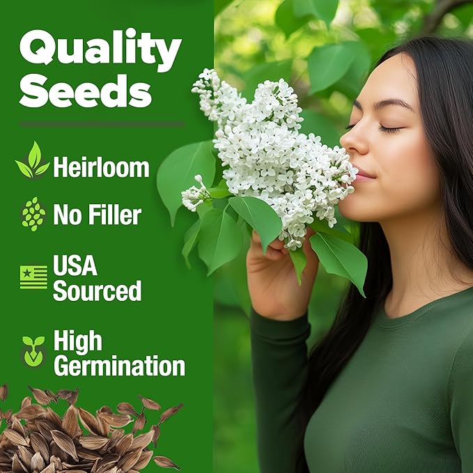 HOME GROWN π¨π¦π 53 White Lilac Flower Seeds Non-GMO, Heirloom Tree Seeds for Planting, Fragrant Flowering Tree Seeds for Landscaping, Pollinator Gardens, and Ornamental Borders (Syringa reticulata)