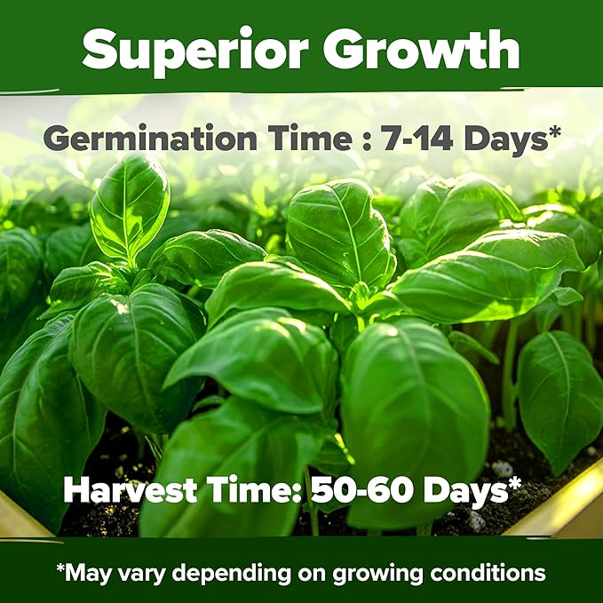 HOME GROWN π¨π¦π π£π₯ππ ππ¨π Genovese Basil Seeds Pack 1,750+ High Germination π‘π’π‘-ππ π’ Heirloom Seeds (Ocimum basilicum) Herb Seeds for Planting Indoor & Outdoor Gardening, for Culinary Use