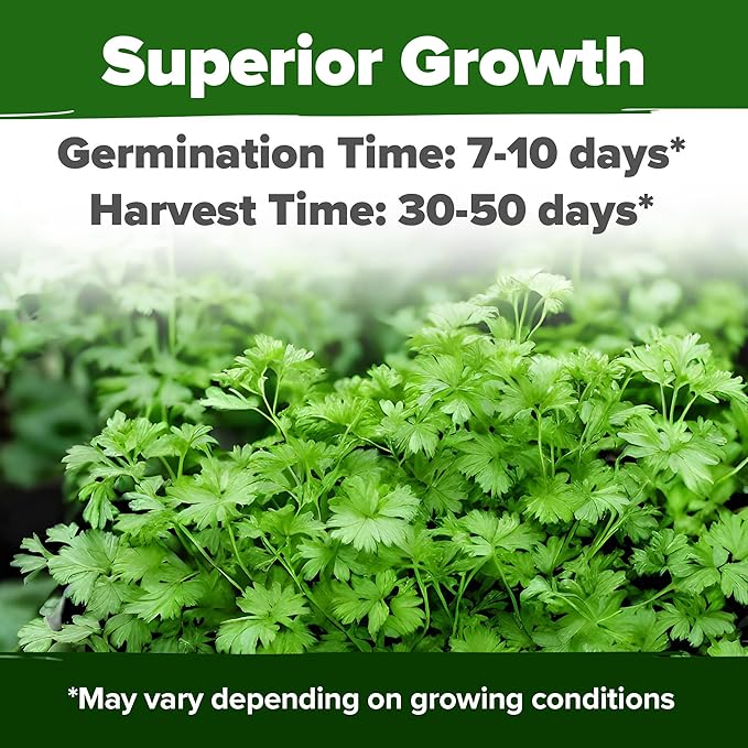 HOME GROWN π¨π¦π π£π₯ππ ππ¨π 1000+ Cilantro Seeds for Planting Indoors or Outdoors - Non-GMO Heirloom Herbs, Coriander Plant Seeds - Complete Your Herb Seeds Collection for Your Indoor Herb Garden
