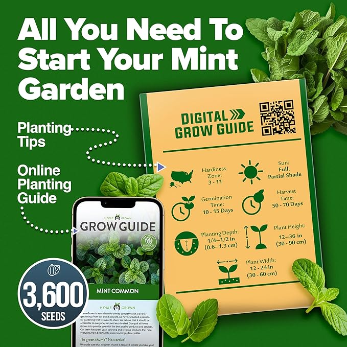HOME GROWN Premium Common Mint Seeds (Bulk Pack) 3,600 π‘π’π‘-ππ π’ π¨π¦π Heirloom Herb Seeds, USA Sourced | Ideal for Planting Outdoors or Indoors for a Fresh Mint Tea Garden (Mentha spp)