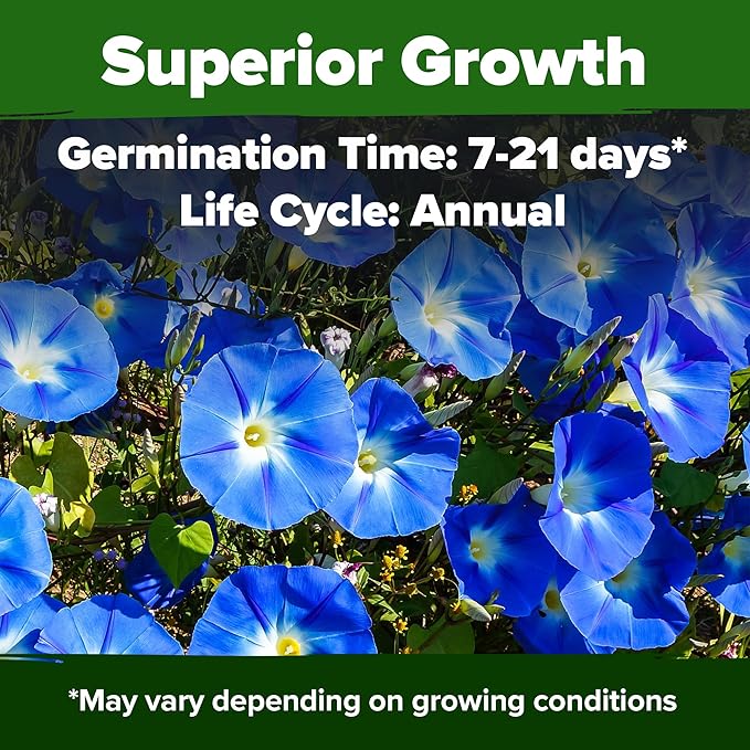 HOME GROWN π¨π¦π π£π₯ππ ππ¨π Heavenly Blue Morning Glory - 150 Heirloom Seeds for Planting, π‘π’π‘-ππ π’ Ideal for a Flower Garden That Attracts Pollinators and Birds (Ipomoea Tricolor)