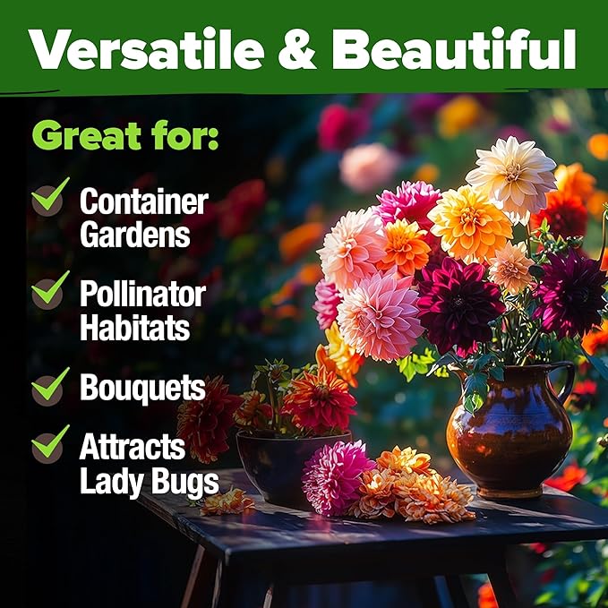 HOME GROWN π¨π¦π π£π₯ππ ππ¨π Zinnia Dahlia Seeds Pack for 2025 β 524 π‘π’π‘-ππ π’ Flower Seeds | Vibrant Zinnia Elegans for Pollinator Gardens, Borders & Containers | Easy-to-Grow Outdoor Blooms