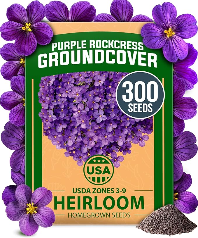 HOME GROWN π¨π¦π π£π₯ππ ππ¨π Aubrieta Rock Cress Purple, Flowering Ground Cover Seed Pack, Perennial Cress Seeds for Planting Outdoor Lawn Gardens 300 π‘π’π‘-ππ π’ Aubrieta deltoidea Flower Seeds