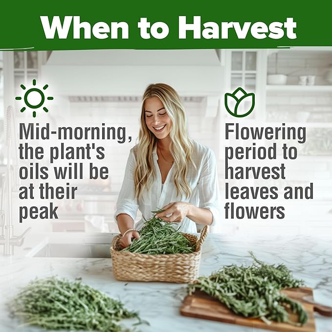 HOME GROWN Rosemary Seeds Pack - 300 High Germinating π‘π’π‘-ππ π’, π¨π¦π-π¦π’π¨π₯πππ Heirloom Herb Seeds for Planting in Indoor or Outdoor Herb Gardens (Salvia rosmarinus)