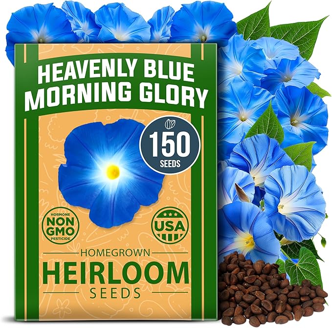 HOME GROWN π¨π¦π π£π₯ππ ππ¨π Heavenly Blue Morning Glory - 150 Heirloom Seeds for Planting, π‘π’π‘-ππ π’ Ideal for a Flower Garden That Attracts Pollinators and Birds (Ipomoea Tricolor)
