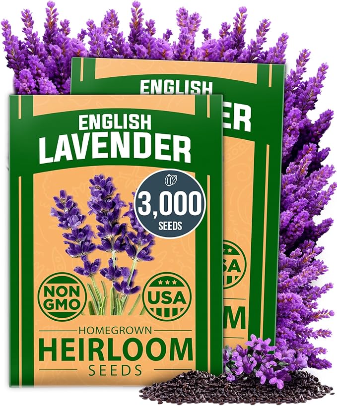 HOME GROWN π¨π¦π π£π₯ππ ππ¨π English Lavender Seeds 2 Pack 3000 π‘π’π‘-ππ π’ Wildflower Seed, for Planting Indoor Outdoor High Germination Flower Seeds (Lavandula antustifolia)
