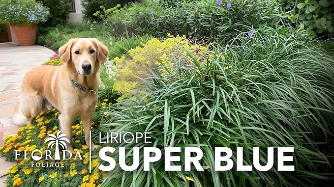 Liriope Super Blue | 1 Live 4 Inch Plant | Liriope muscari 'Super Blue' | Ornamental Ground Cover Plants | Shade-Tolerant Landscaping Perennial