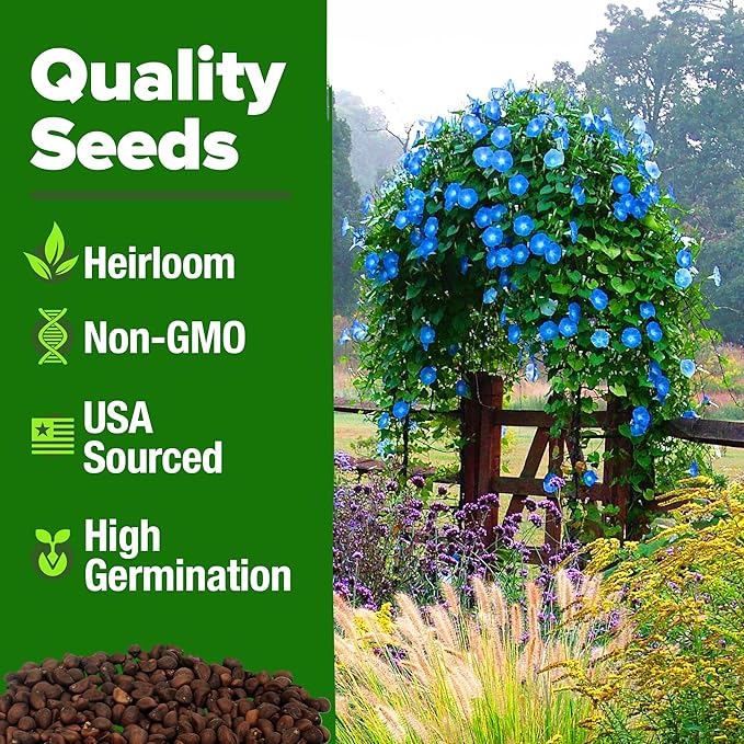 HOME GROWN π¨π¦π π£π₯ππ ππ¨π Heavenly Blue Morning Glory - 150 Heirloom Seeds for Planting, π‘π’π‘-ππ π’ Ideal for a Flower Garden That Attracts Pollinators and Birds (Ipomoea Tricolor)