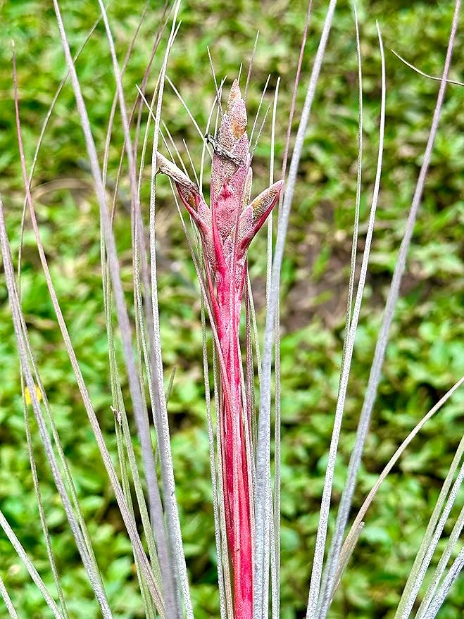 Air Plants Bulk - Tillandsia Juncea Wholesale, Jumbo 8-12" - 30ct - Live Arrival Guaranteed - House Plants for Home Decor & Gift