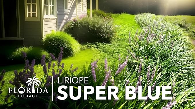 Liriope Super Blue | 1 Live 4 Inch Plant | Liriope muscari 'Super Blue' | Ornamental Ground Cover Plants | Shade-Tolerant Landscaping Perennial