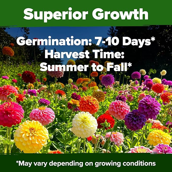 HOME GROWN π¨π¦π π£π₯ππ ππ¨π Zinnia Dahlia Seeds Pack for 2025 β 524 π‘π’π‘-ππ π’ Flower Seeds | Vibrant Zinnia Elegans for Pollinator Gardens, Borders & Containers | Easy-to-Grow Outdoor Blooms