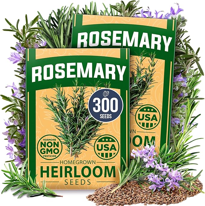 HOME GROWN Rosemary Seeds Pack - 300 High Germinating π‘π’π‘-ππ π’, π¨π¦π-π¦π’π¨π₯πππ Heirloom Herb Seeds for Planting in Indoor or Outdoor Herb Gardens (Salvia rosmarinus)