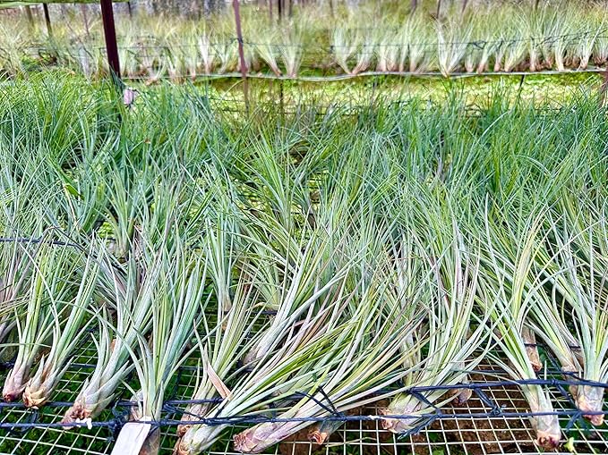 Air Plants Bulk - Tillandsia Juncea Wholesale, Jumbo 8-12" - 30ct - Live Arrival Guaranteed - House Plants for Home Decor & Gift