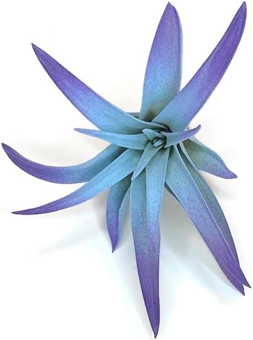 Colored Capitata Air Plant, Tillandsia, Airplant, Air Purification, House Plant, Home Decor & Gift, Live Plant (Rainbow #5)