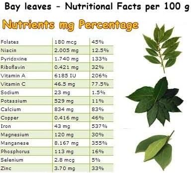 Mediterranean Bay Leaf, Bay Laurel Live Plant. Standard Variety - Laurus Nobilis. Live Plant. Fragrant, Fresh, Edible. Best for Ground Planting Outdoor. (2 Bay Laurel Plants in Cup)